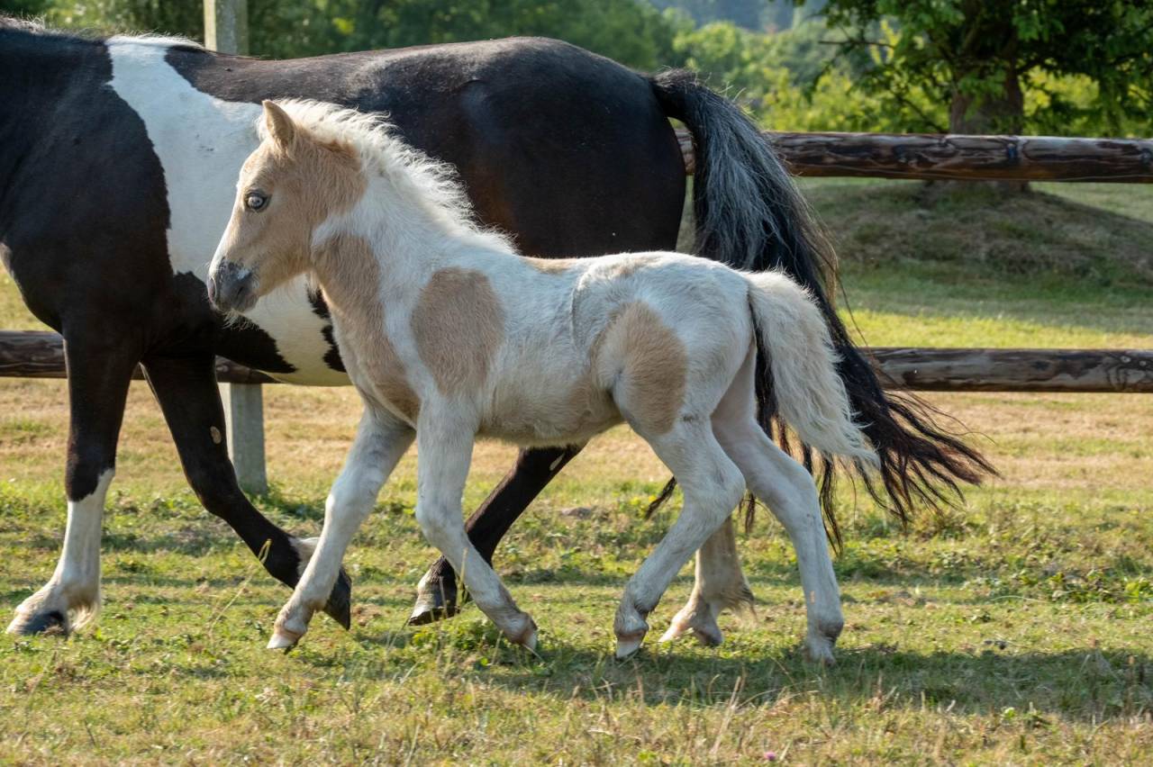 Veulen (ml) Shetland Te koop 2025 Palomino