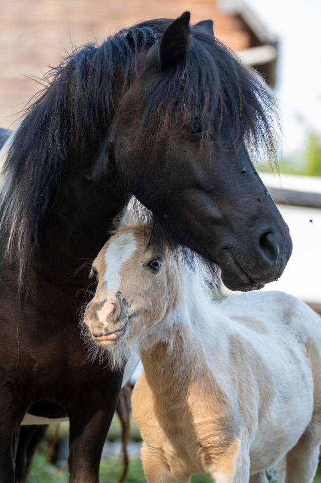 Veulen (ml) Shetland Te koop 2025 Palomino