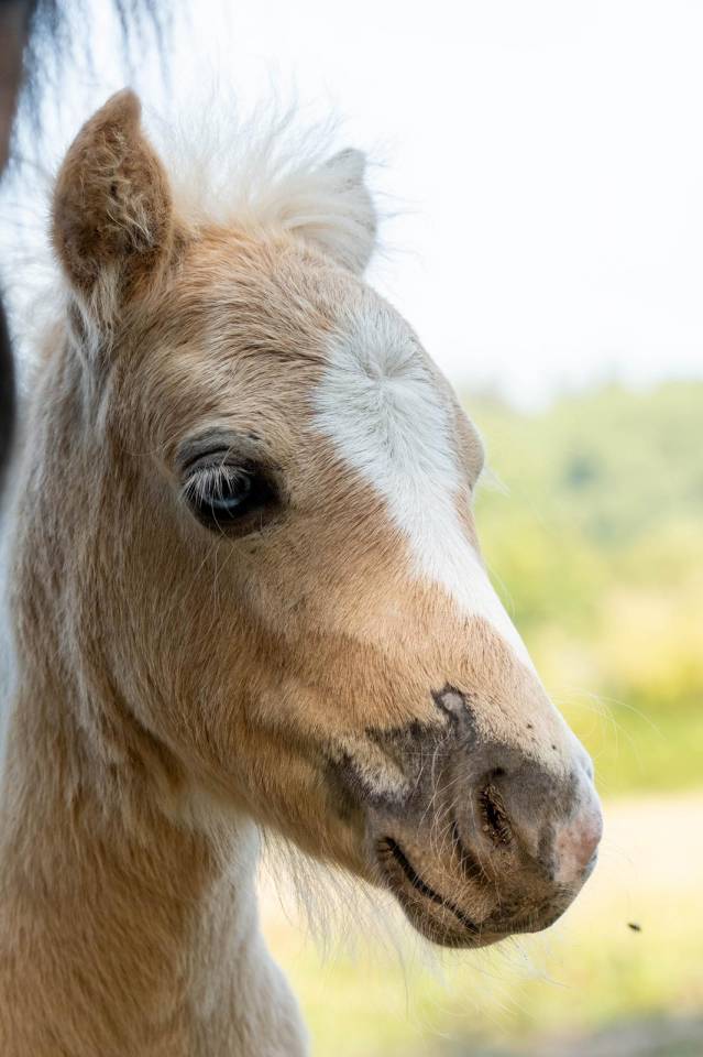 Veulen (ml) Shetland Te koop 2025 Palomino