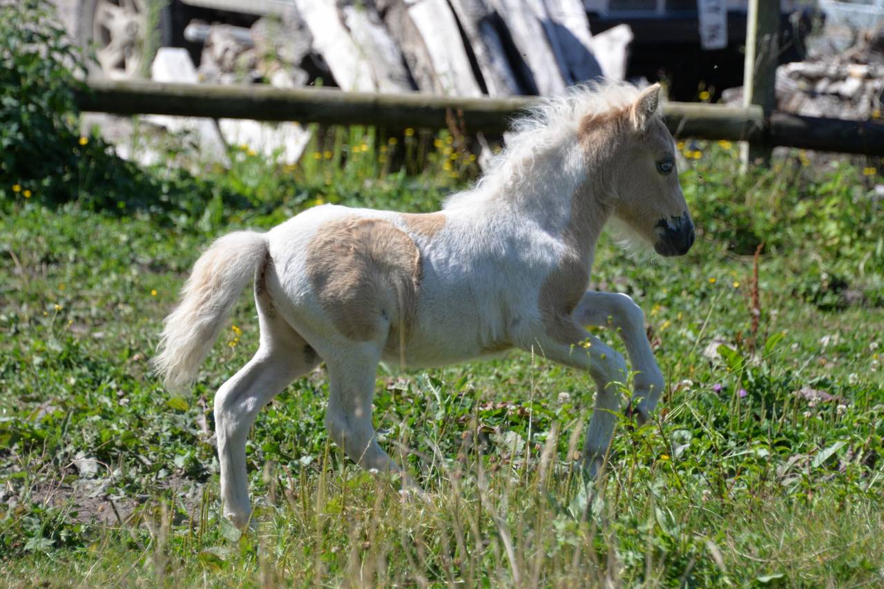 Veulen (ml) Shetland Te koop 2025 Palomino