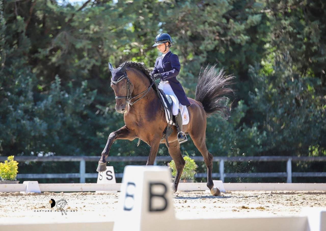 Hengst PRE Puur Ras Spaans Te koop 2011 Zwart