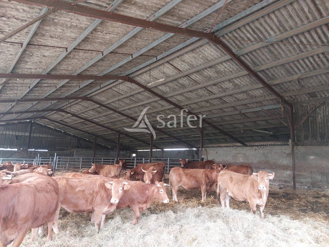 Schapen exploitatie Koop Dordogne