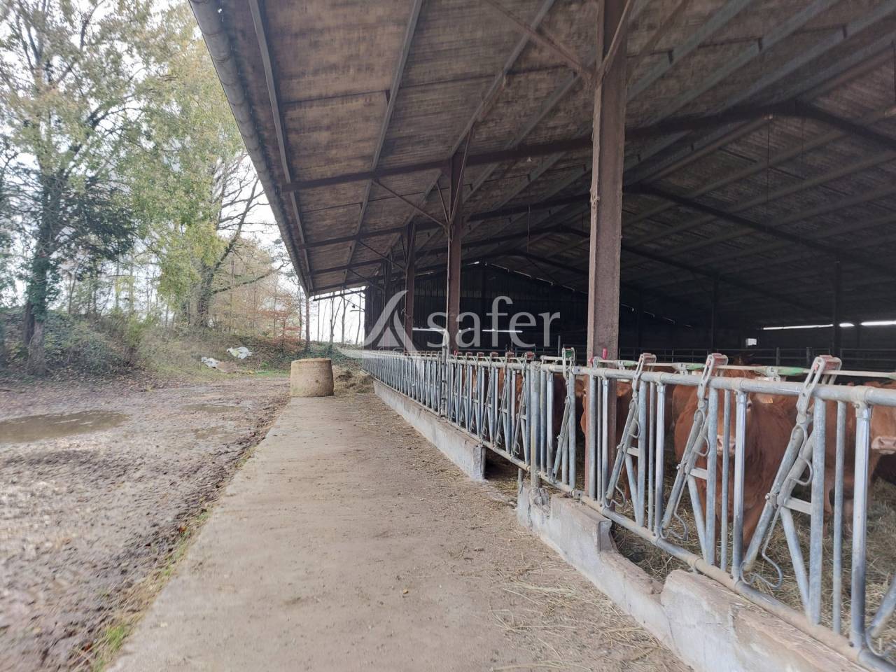 Schapen exploitatie Koop Dordogne