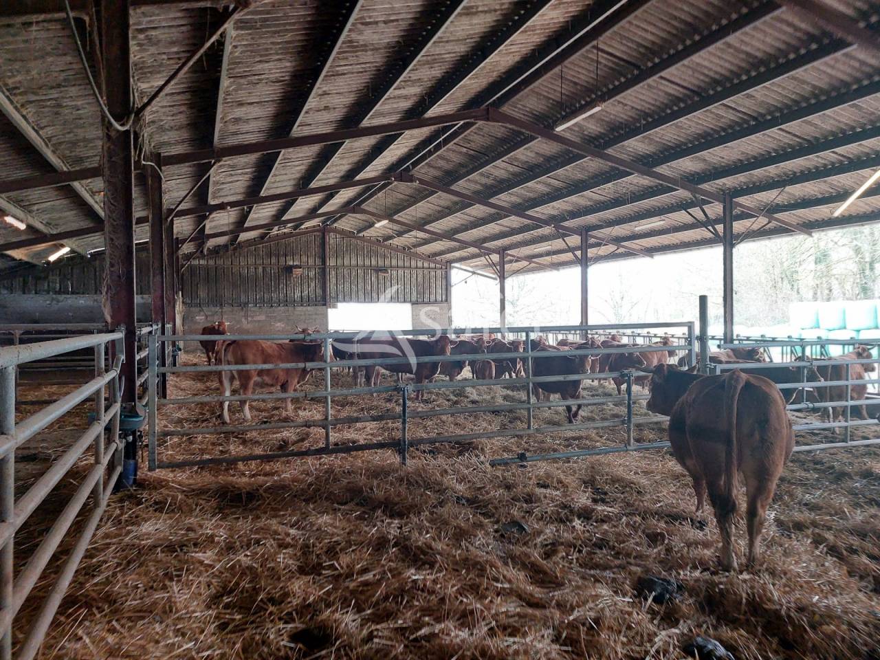 Schapen exploitatie Koop Dordogne