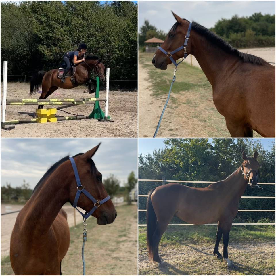 Ruin Bekend ras Te koop 2019 Donker bruin / bai