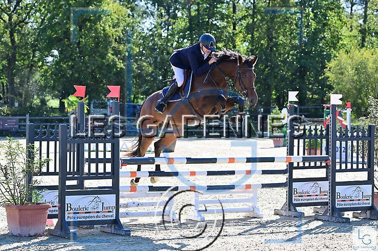 Merrie Selle Français Te koop 2018 Donker bruin / bai