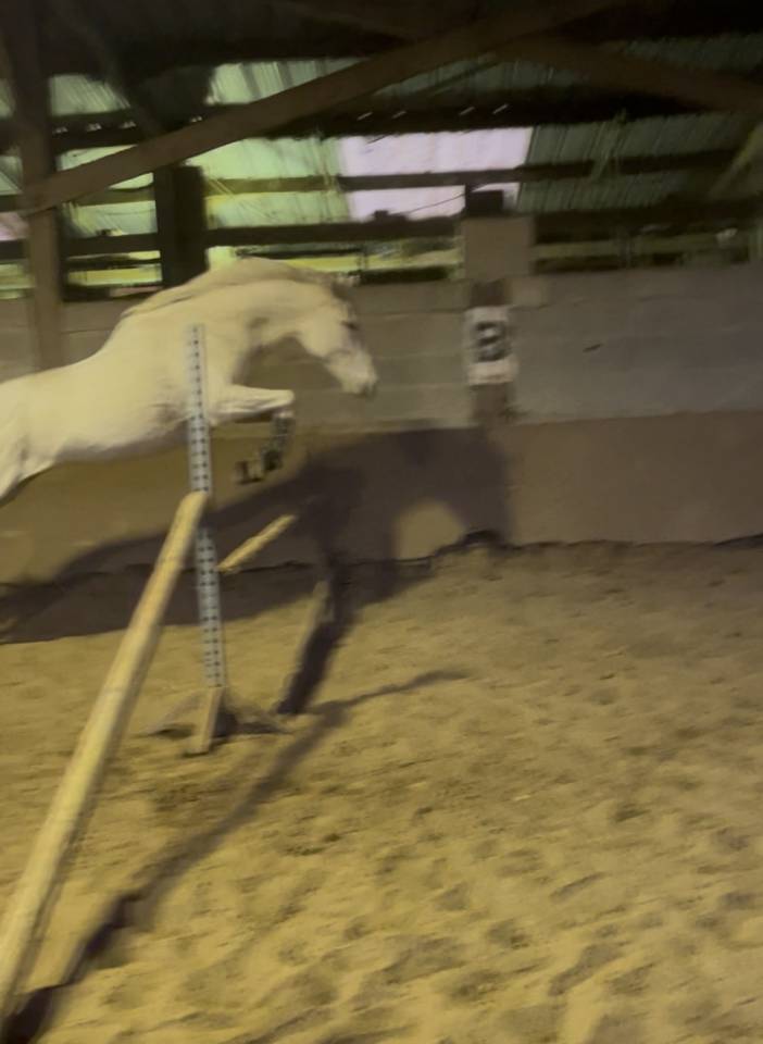 Merrie Volbloed Te koop 2014 Schimmel ,  Reliable Man