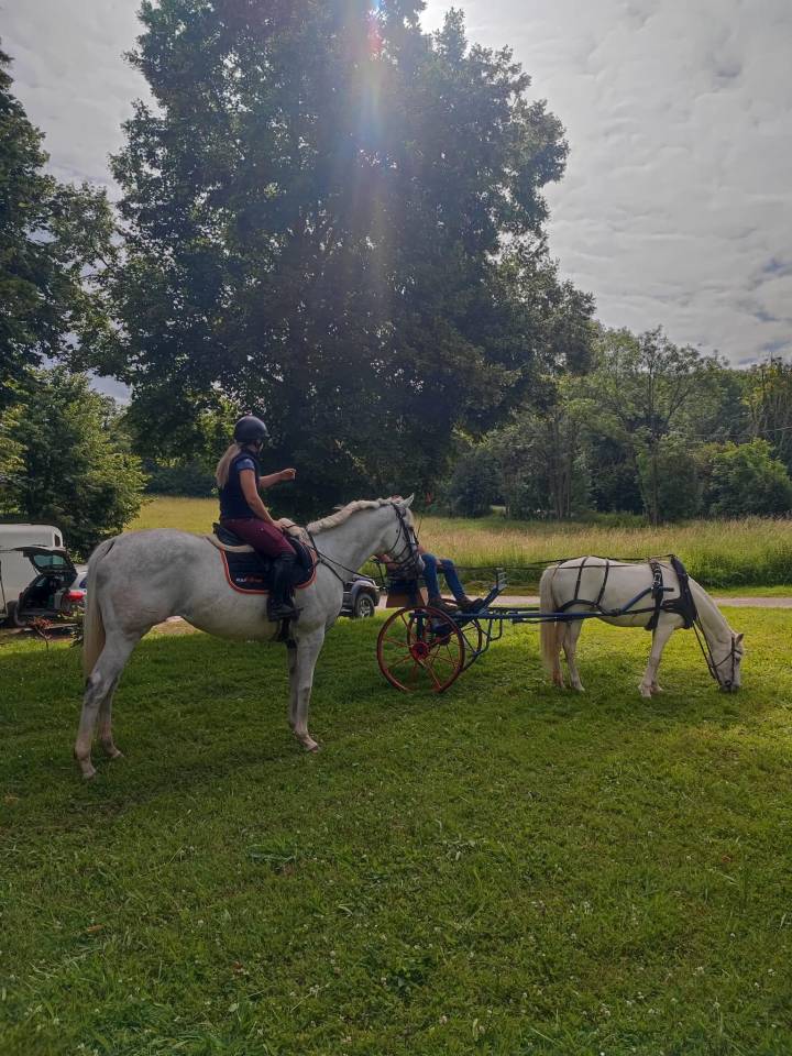 Merrie Volbloed Te koop 2014 Schimmel ,  Reliable Man