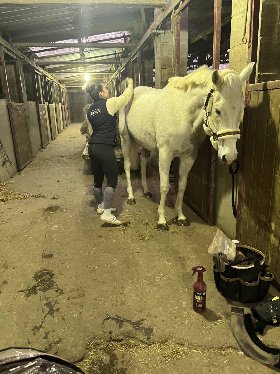 Merrie Volbloed Te koop 2014 Schimmel ,  Reliable Man