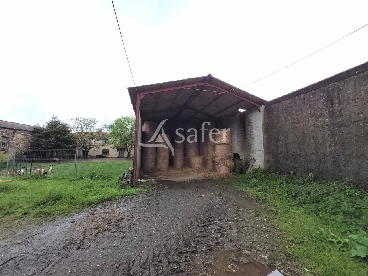 Graan exploitatie Koop tarn