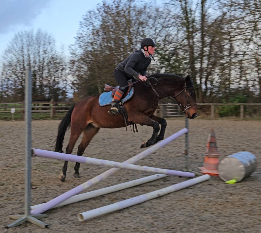 Ruin Franse rijpony PFS Te koop 2022 Donker bruin / bai ,  Usandro Tilia Derlenn WPBB