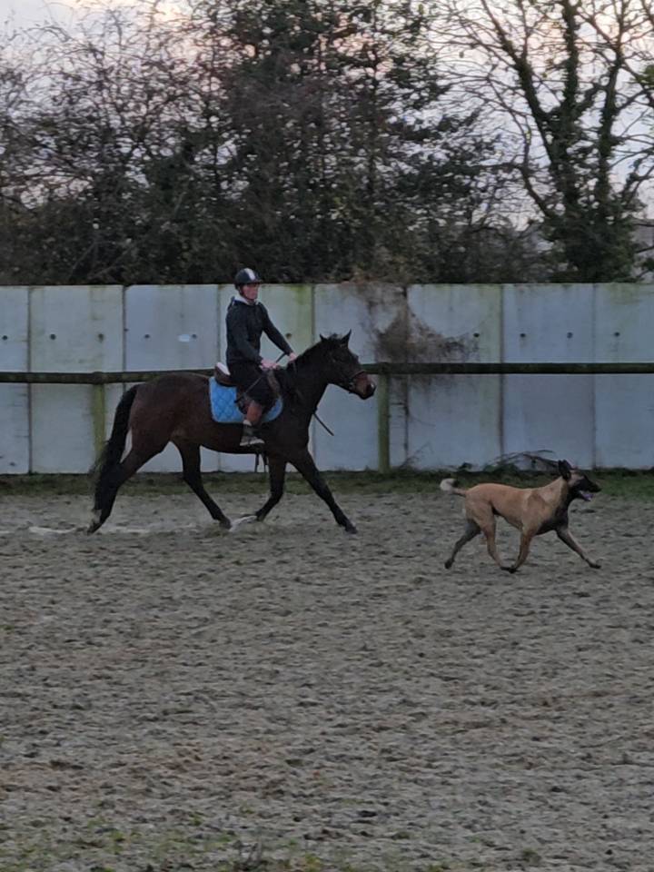 Ruin Franse rijpony PFS Te koop 2022 Donker bruin / bai ,  Usandro Tilia Derlenn WPBB