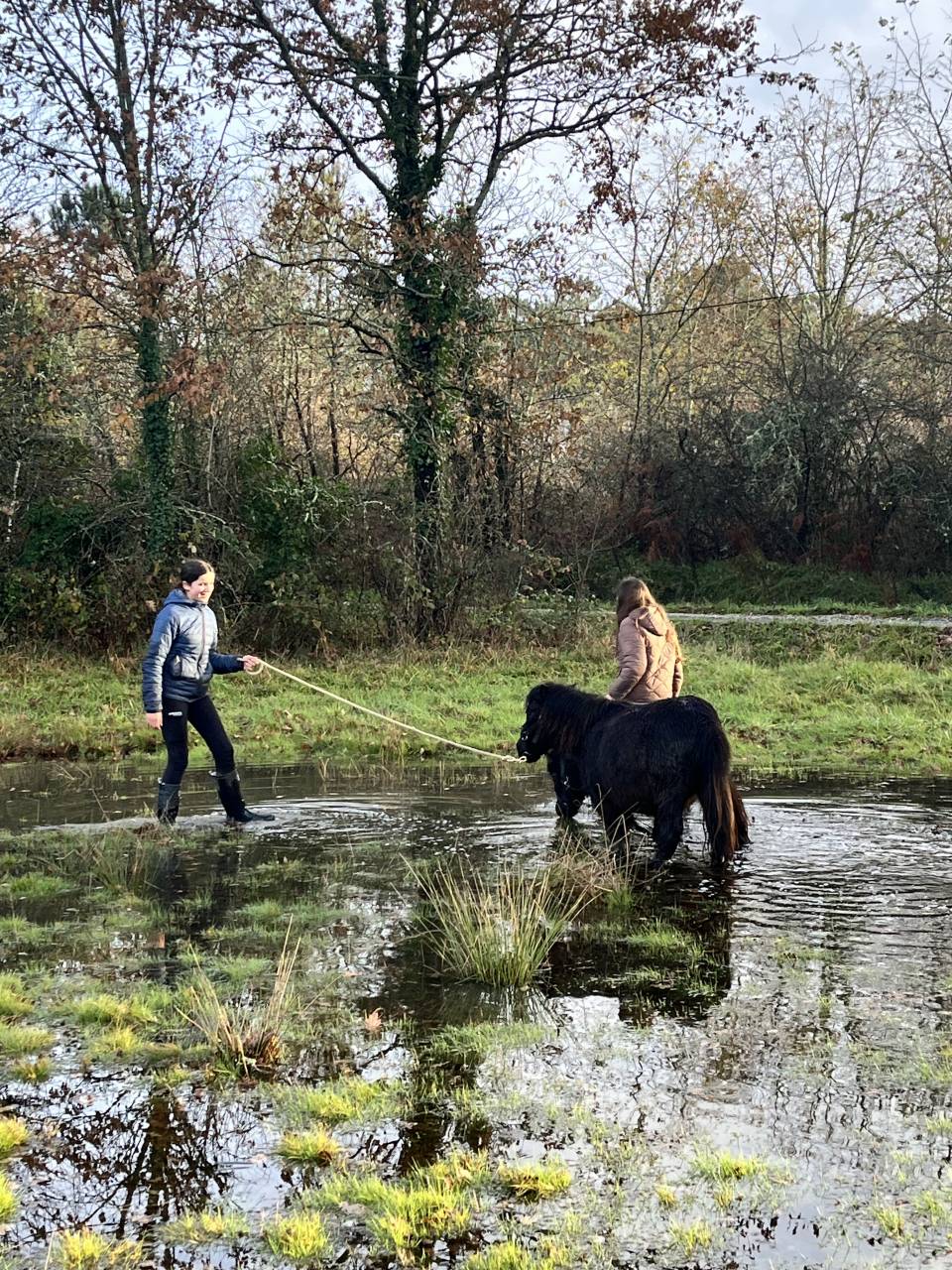 Veulen (vr) Shetland Te koop 2023 Bruin / Bai ,  CROMIGNON D'ALIX