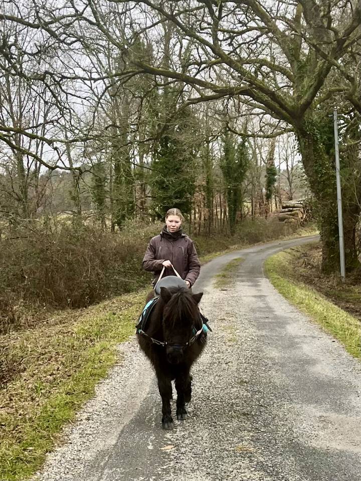 Veulen (vr) Shetland Te koop 2023 Bruin / Bai ,  CROMIGNON D'ALIX