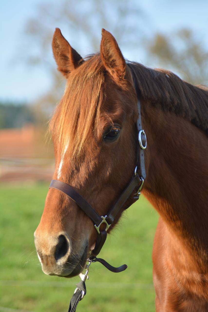 Merrie Engels volbloed Te koop 2021 Vos