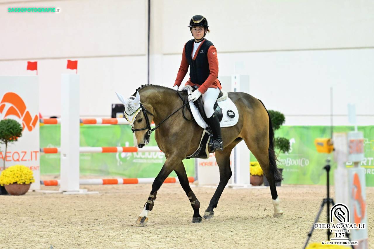 Merrie Franse rijpony PFS Te koop 2014 Donker bruin / bai