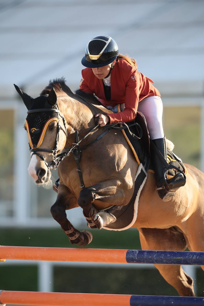 Merrie Franse rijpony PFS Te koop 2014 Donker bruin / bai