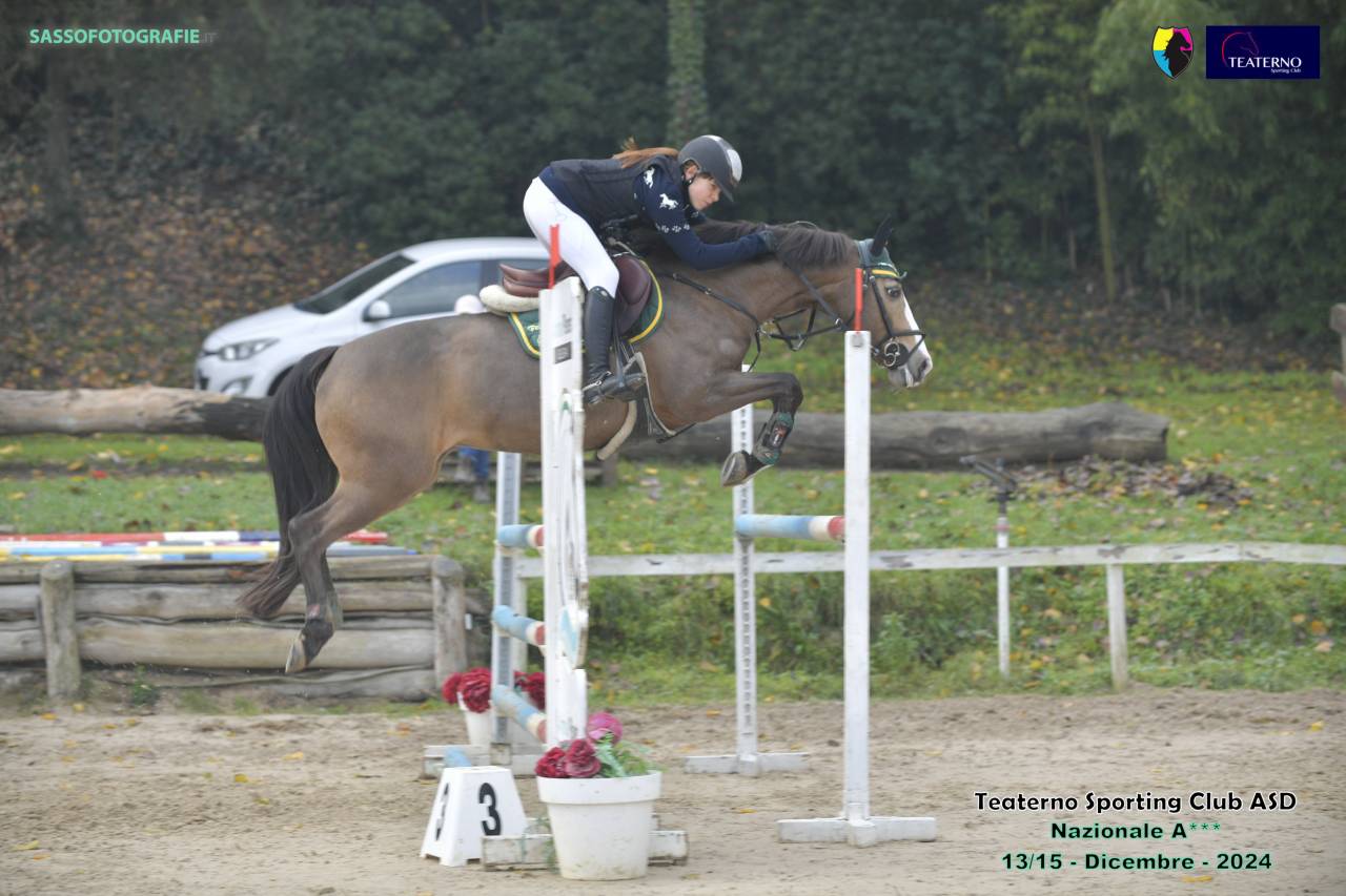 Merrie Franse rijpony PFS Te koop 2014 Donker bruin / bai