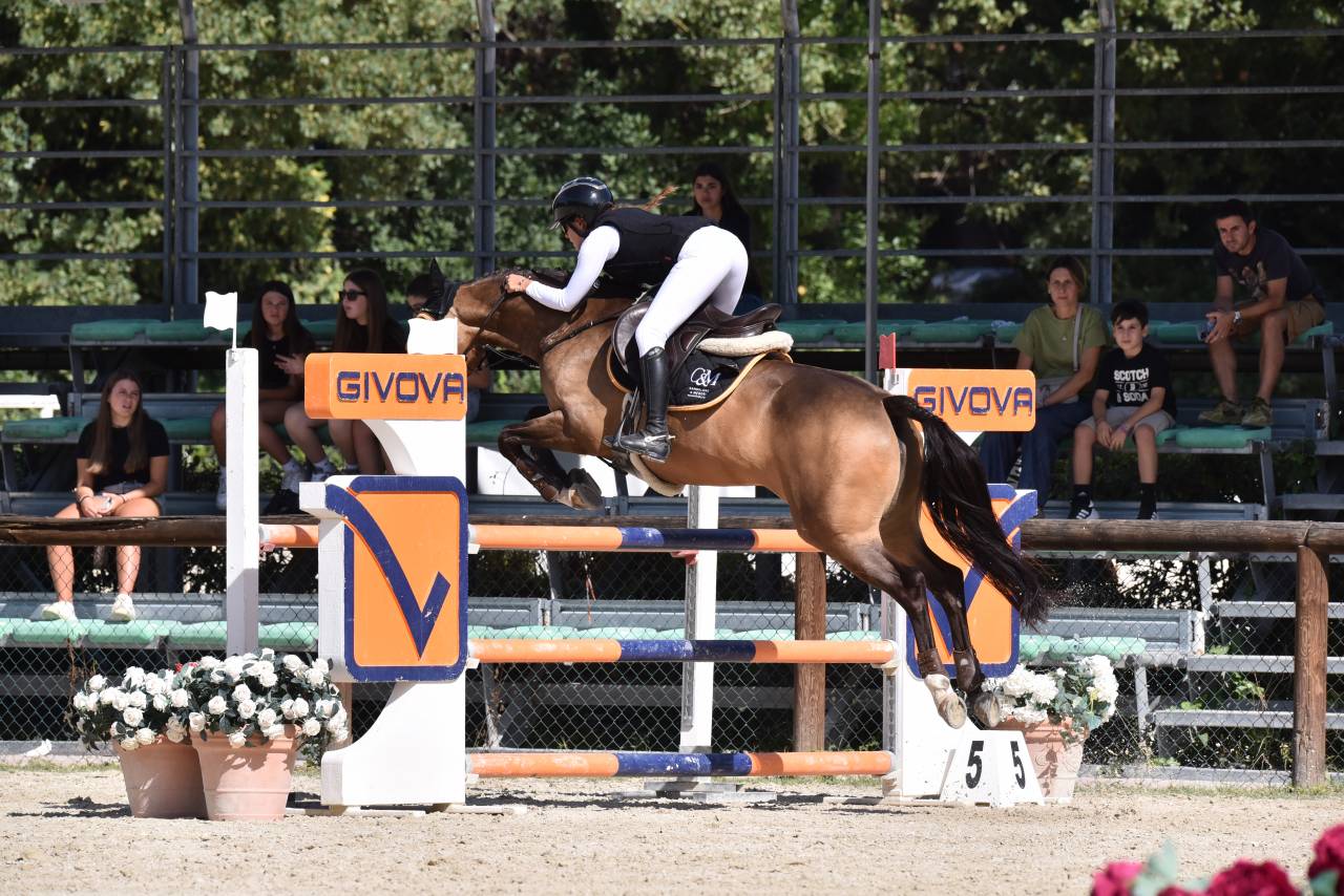 Merrie Franse rijpony PFS Te koop 2014 Donker bruin / bai