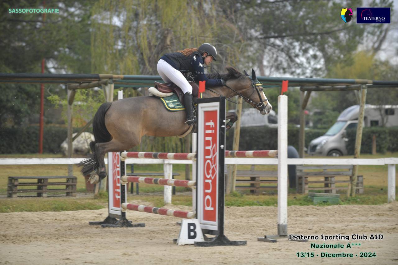 Merrie Franse rijpony PFS Te koop 2014 Donker bruin / bai