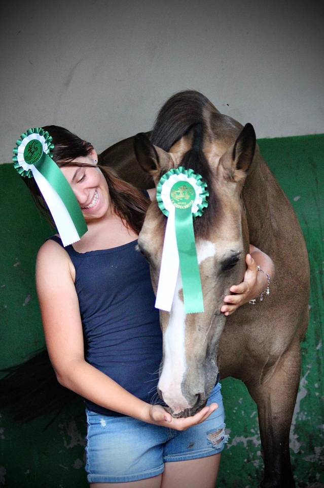 Merrie Franse rijpony PFS Te koop 2014 Donker bruin / bai