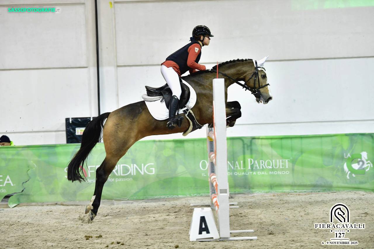 Merrie Franse rijpony PFS Te koop 2014 Donker bruin / bai