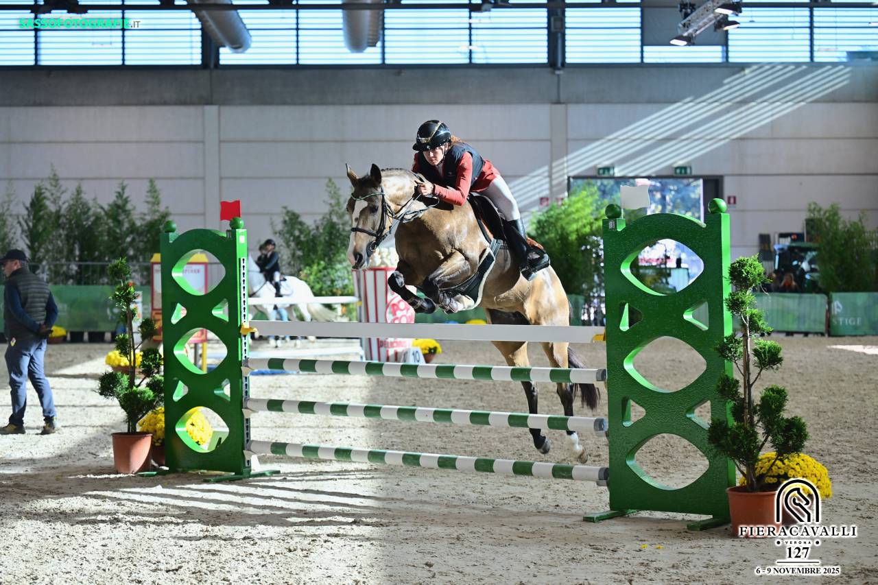 Merrie Franse rijpony PFS Te koop 2014 Donker bruin / bai