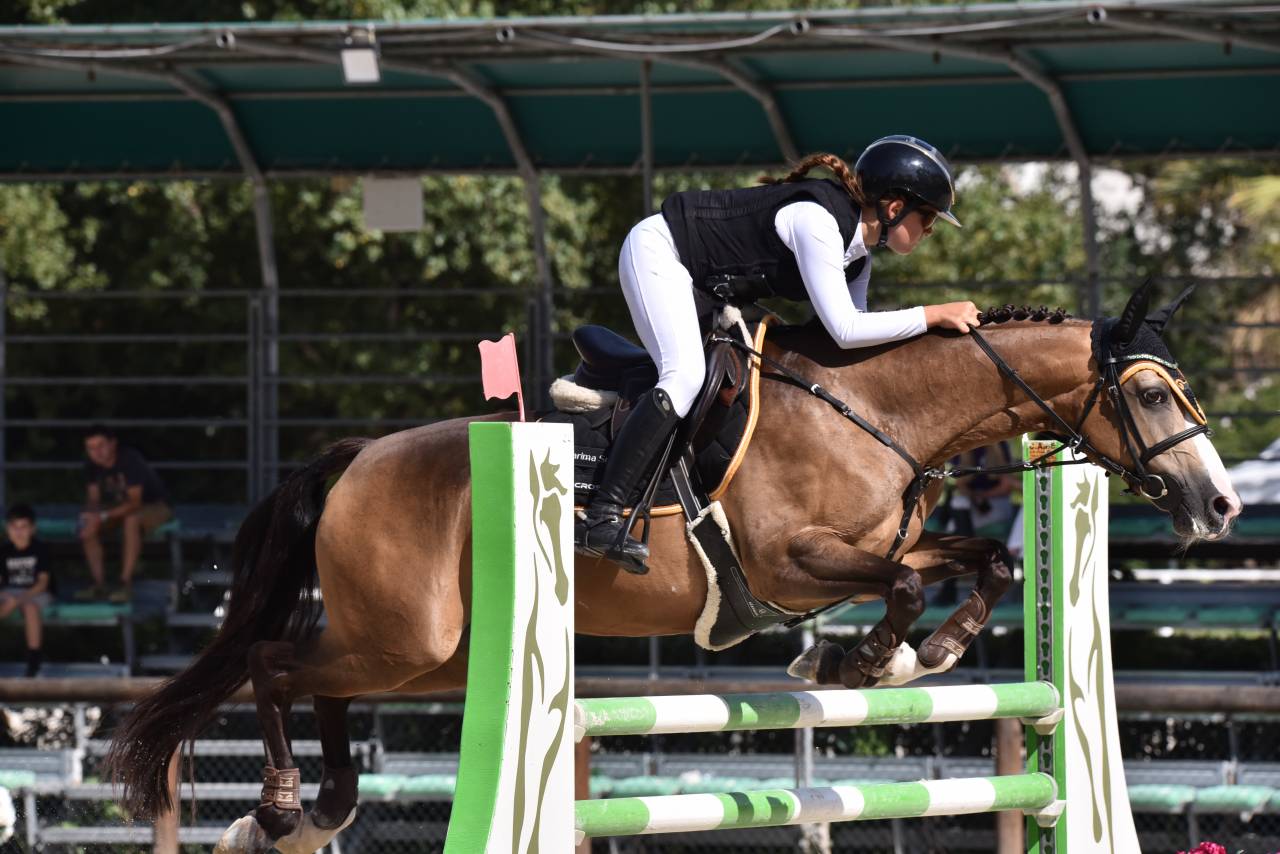 Merrie Franse rijpony PFS Te koop 2014 Donker bruin / bai