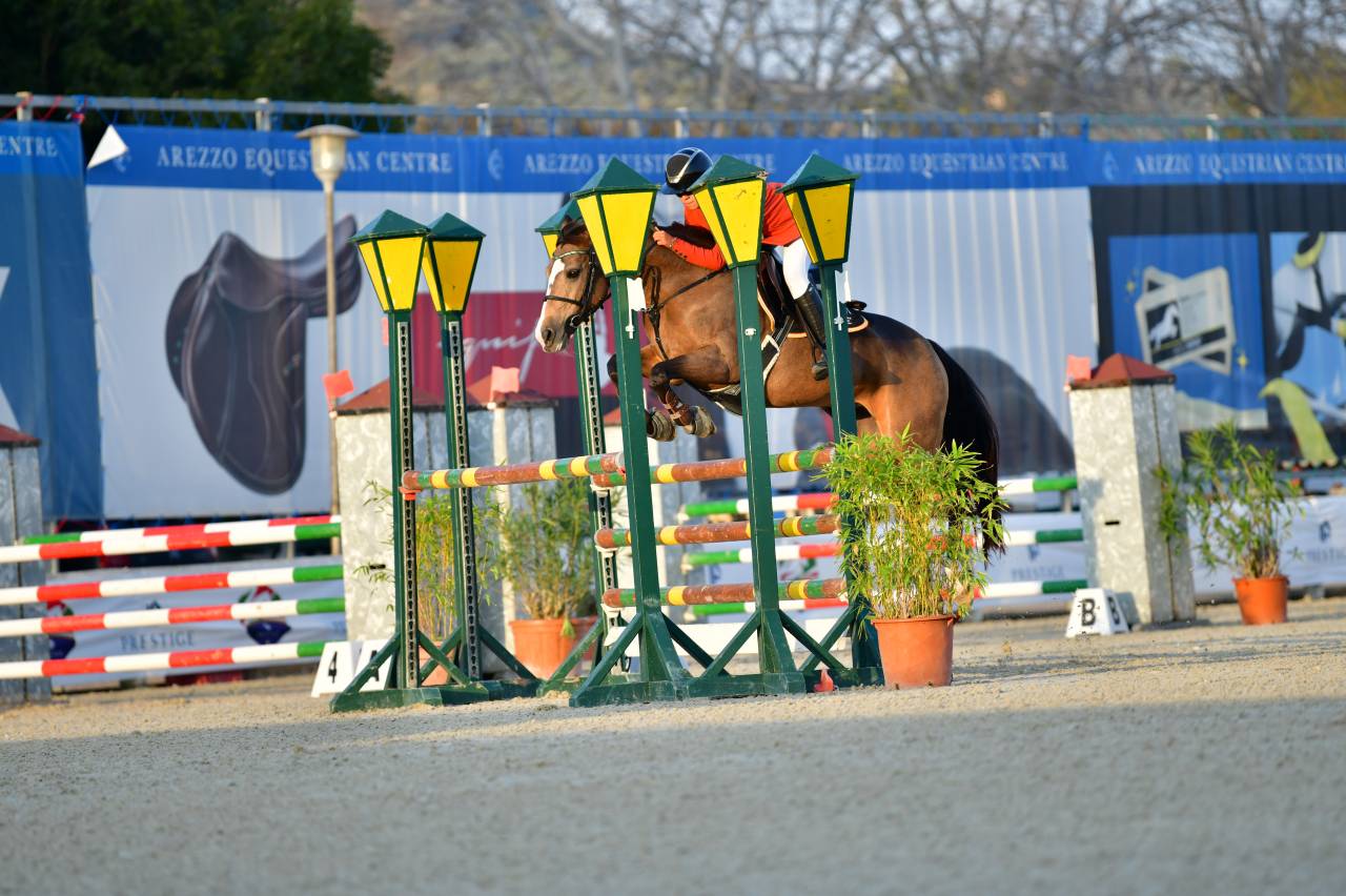 Merrie Franse rijpony PFS Te koop 2014 Donker bruin / bai