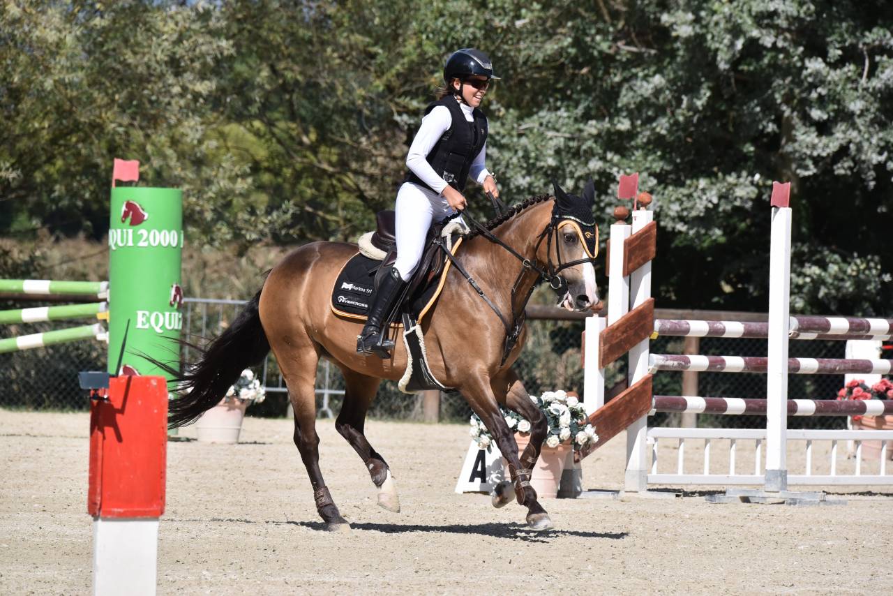 Merrie Franse rijpony PFS Te koop 2014 Donker bruin / bai