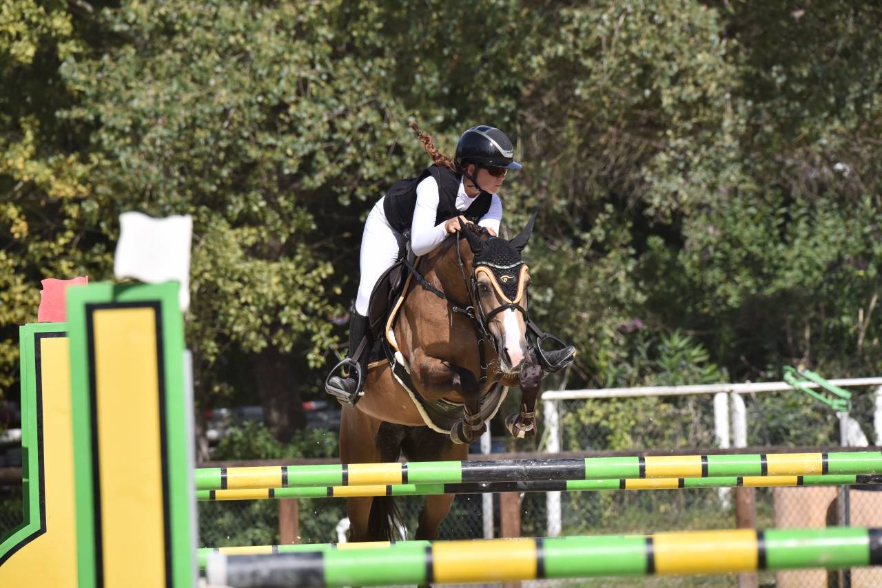 Merrie Franse rijpony PFS Te koop 2014 Donker bruin / bai