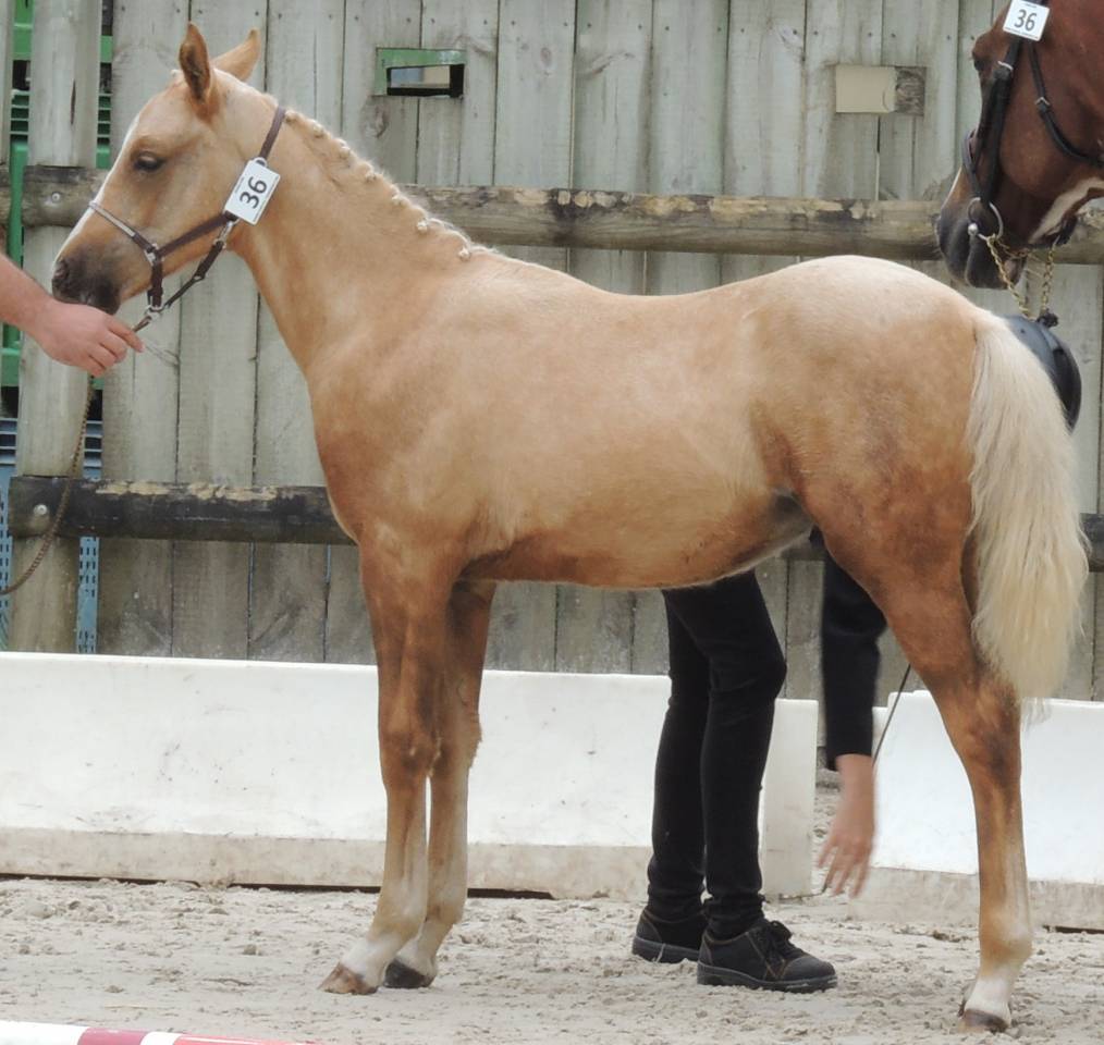 Hengst Welsh Partbred Te koop 2025 Palomino ,  Cremell&rsquo;aux Lays