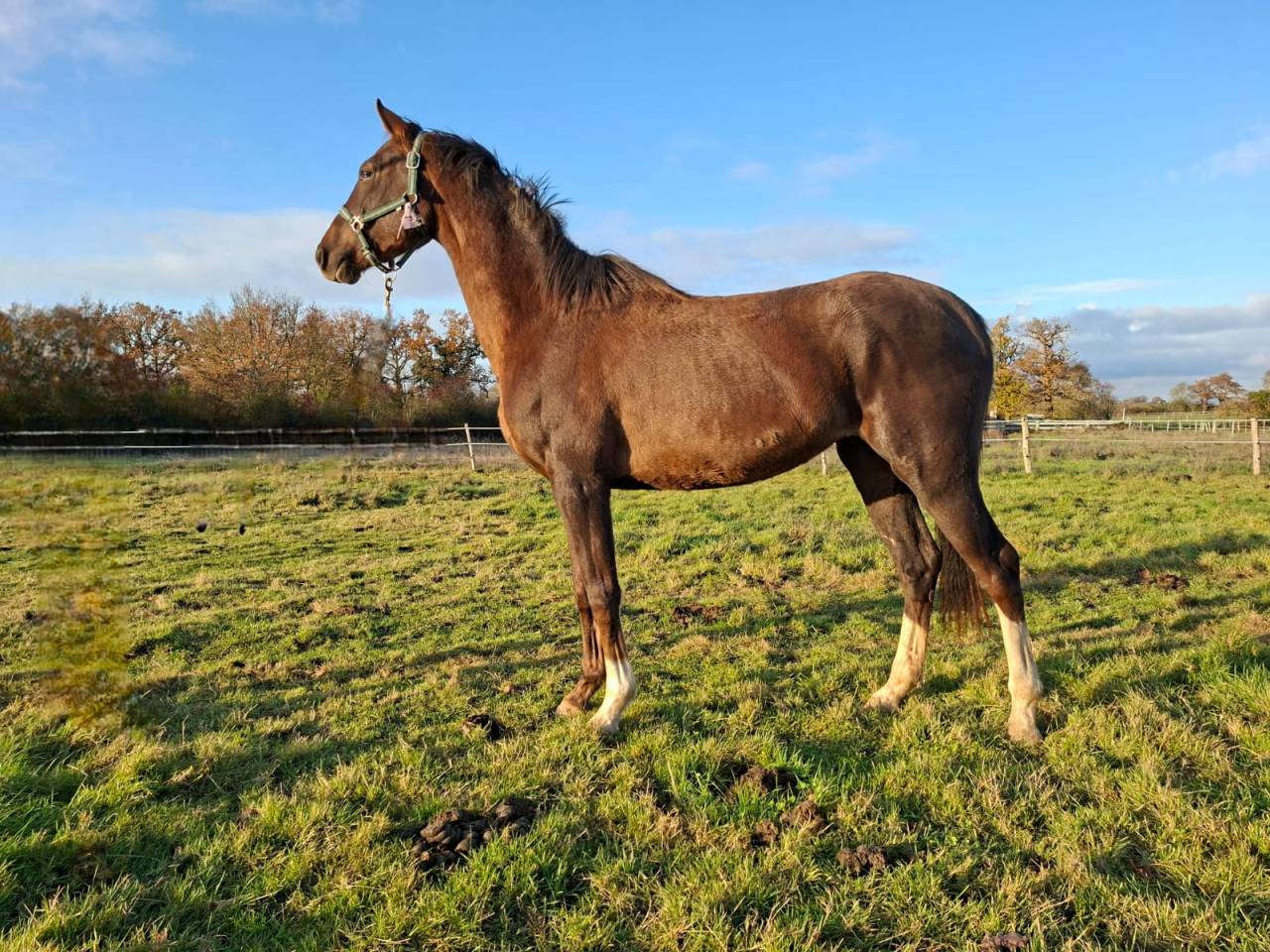 Merrie Selle Fran&ccedil;ais Te koop 2023 Koffie vos ,  D&rsquo;avie