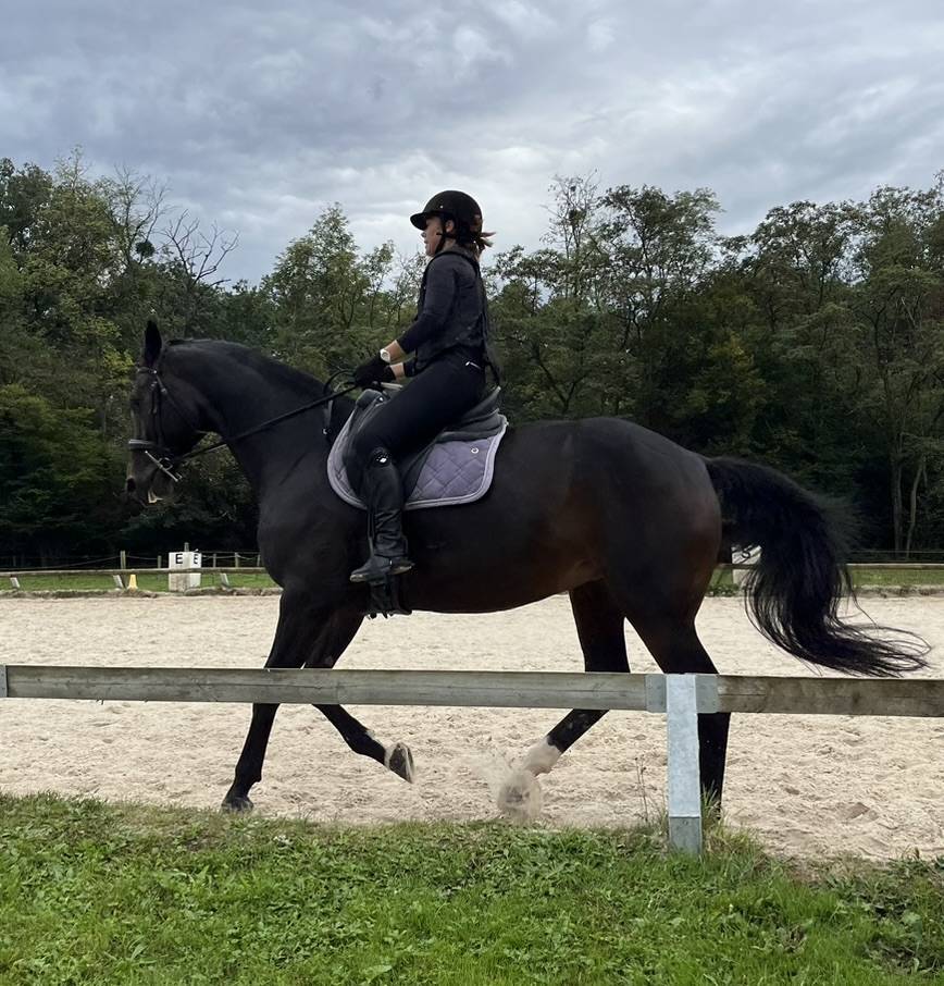 Merrie Selle Français Te koop 2016 Bruin / Bai ,  Quaterbold du Payrol 