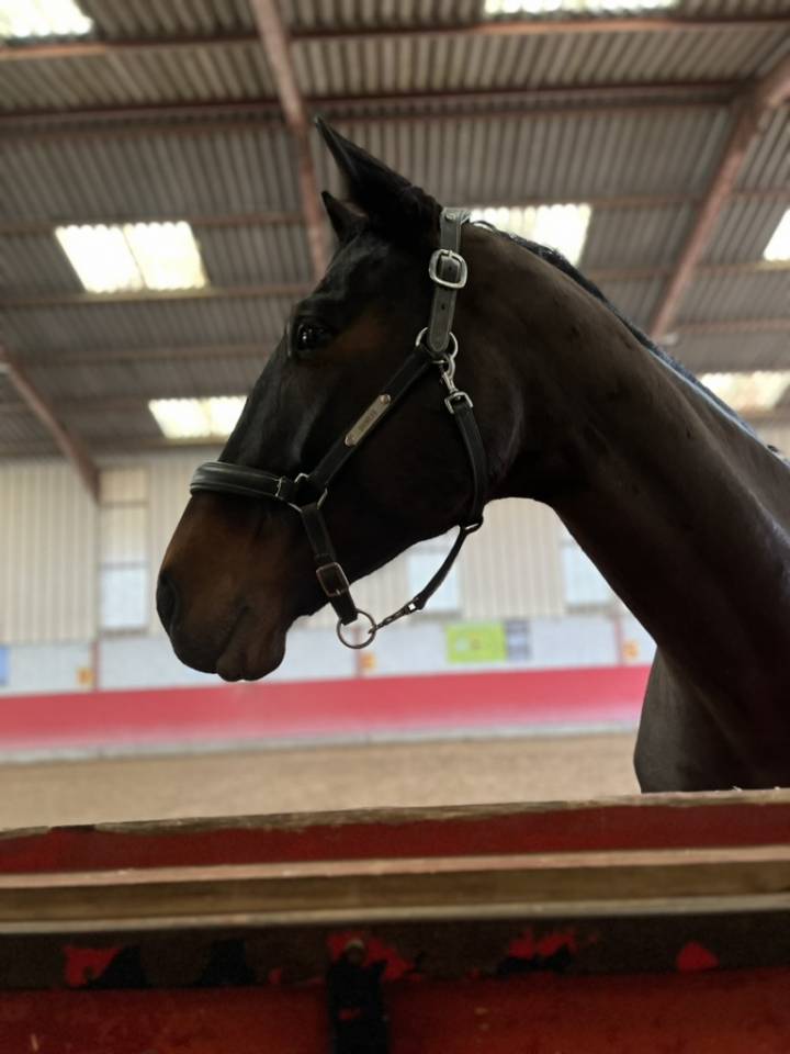 Merrie Selle Français Te koop 2016 Bruin / Bai ,  Quaterbold du Payrol 