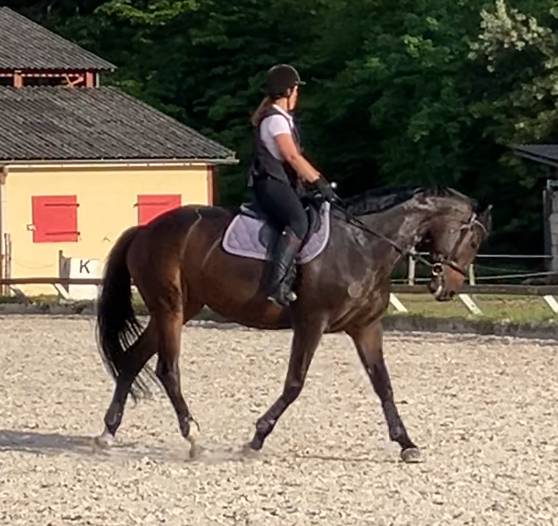 Merrie Selle Français Te koop 2016 Bruin / Bai ,  Quaterbold du Payrol 