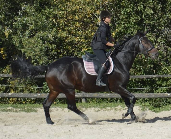 Merrie Selle Français Te koop 2016 Bruin / Bai ,  Quaterbold du Payrol 