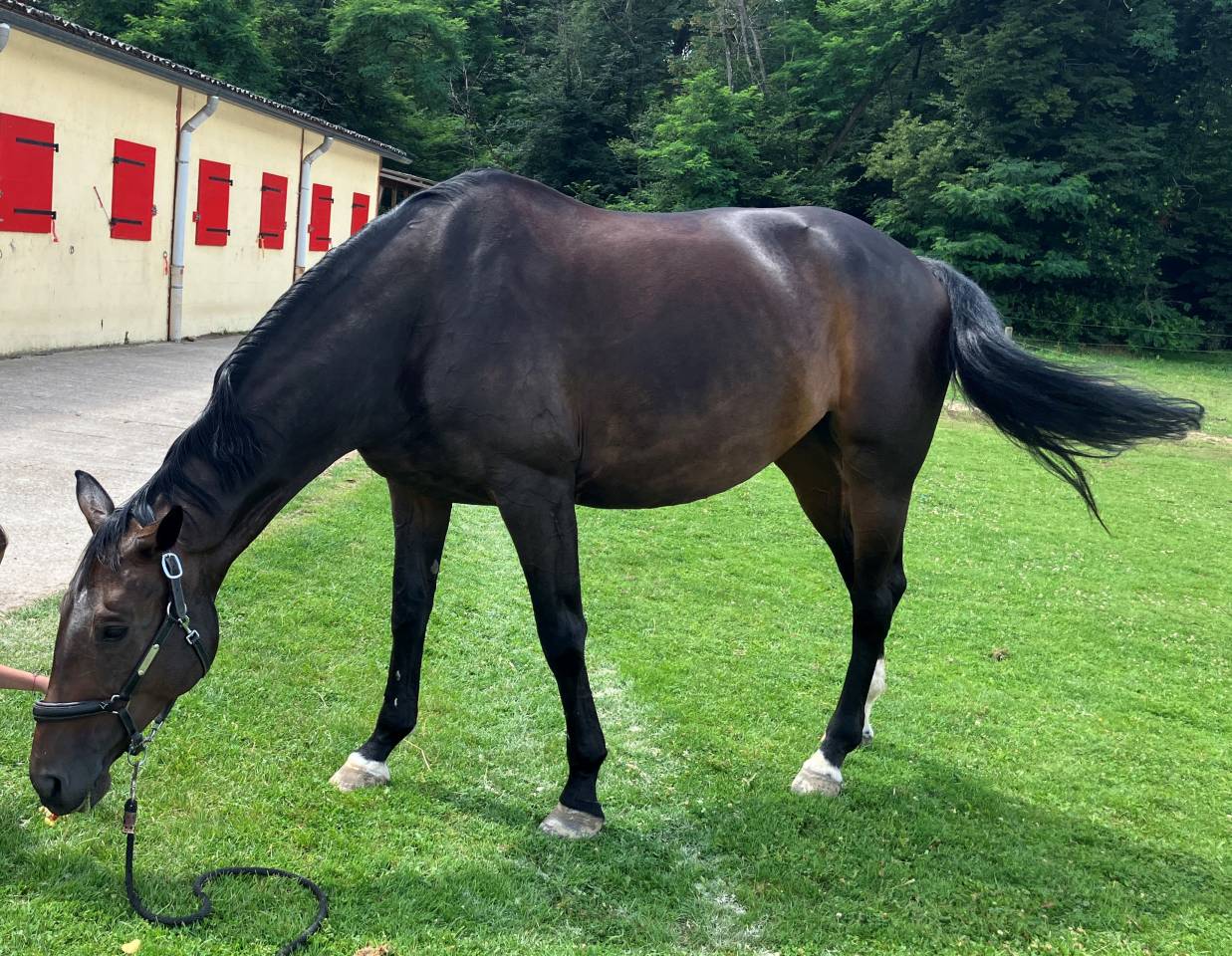 Merrie Selle Français Te koop 2016 Bruin / Bai ,  Quaterbold du Payrol 