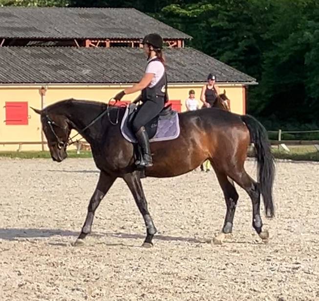 Merrie Selle Français Te koop 2016 Bruin / Bai ,  Quaterbold du Payrol 