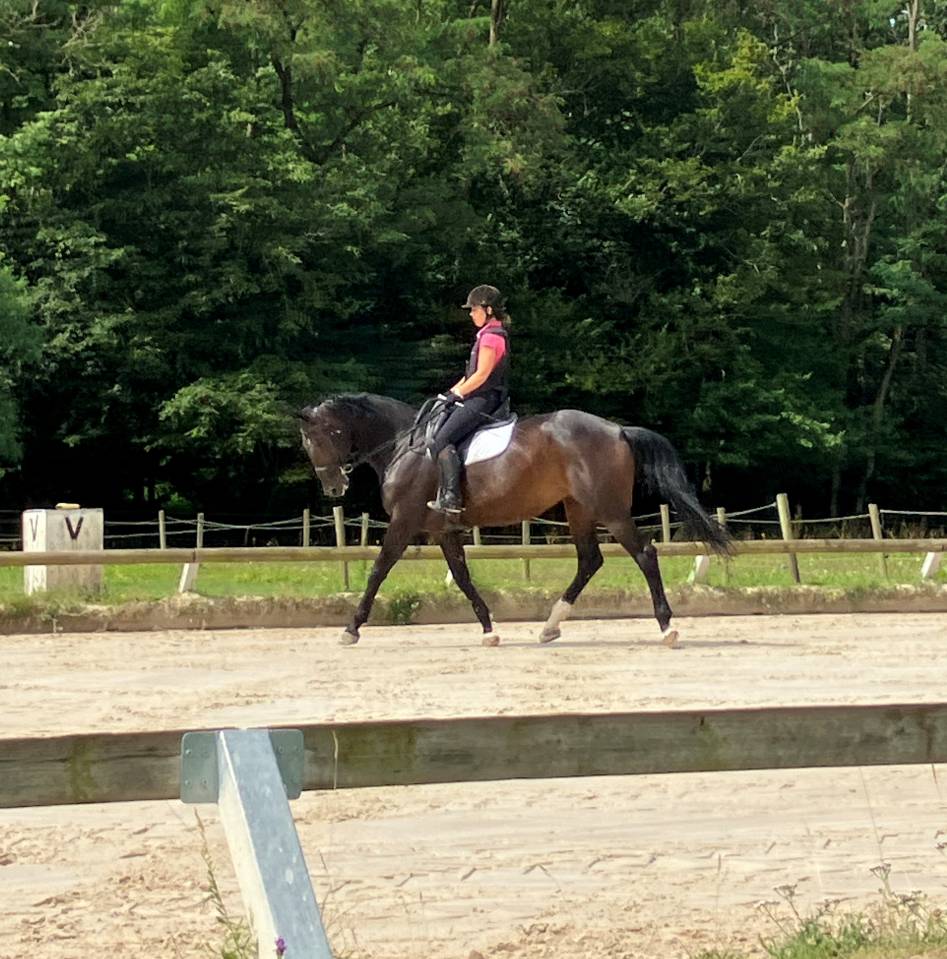 Merrie Selle Français Te koop 2016 Bruin / Bai ,  Quaterbold du Payrol 