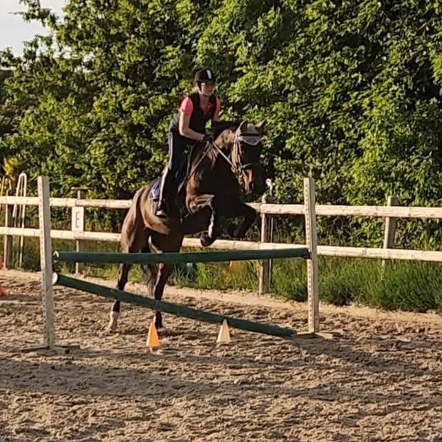 Merrie Selle Français Te koop 2016 Bruin / Bai ,  Quaterbold du Payrol 