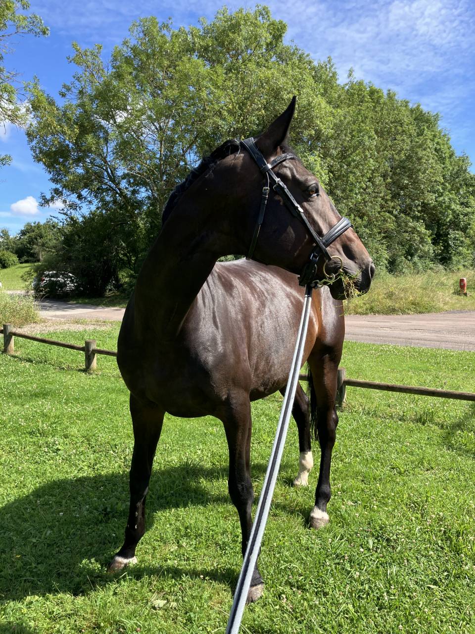 Merrie Selle Français Te koop 2016 Bruin / Bai ,  Quaterbold du Payrol 