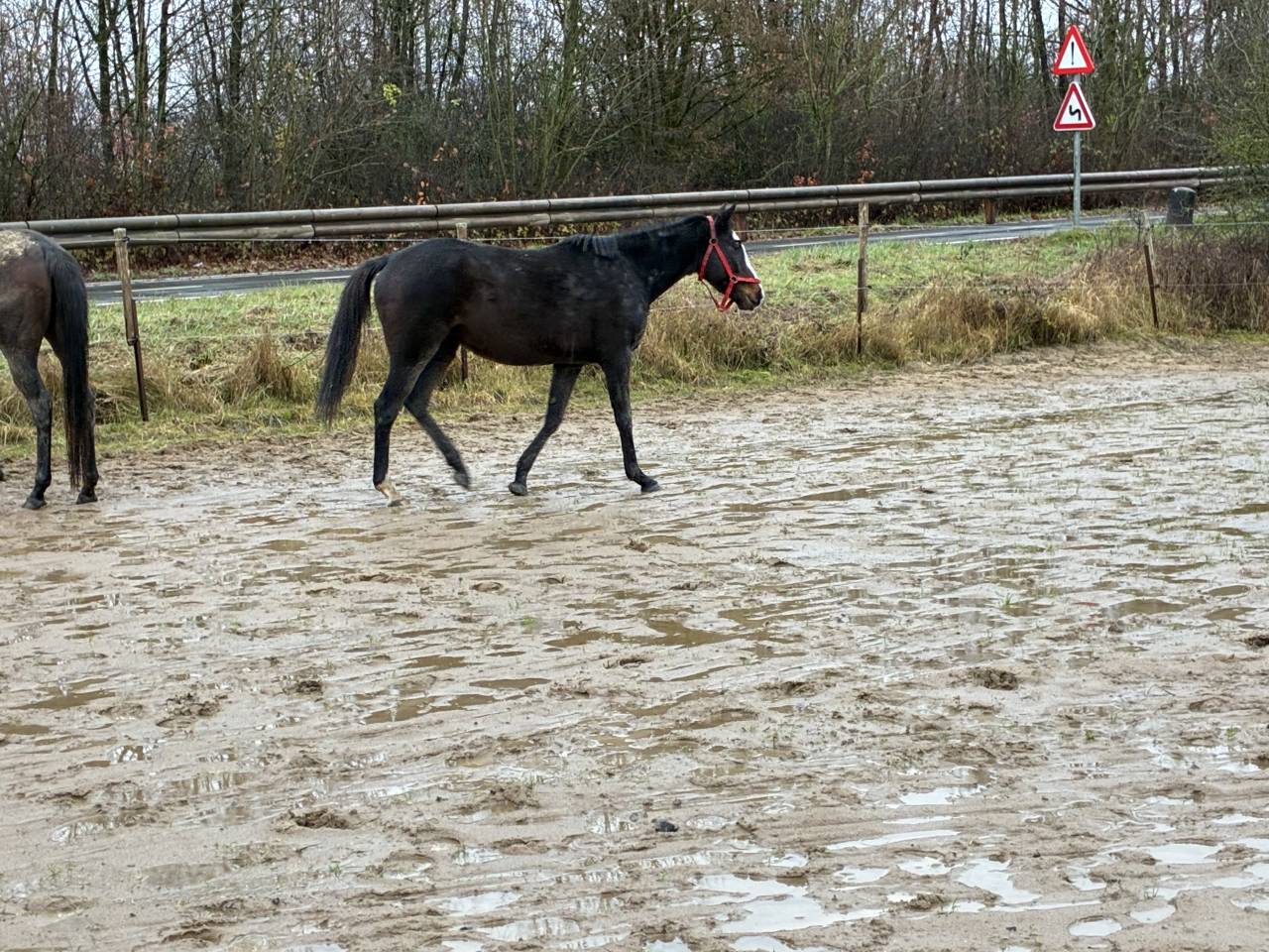 Merrie Iers halfbloed Te koop 2019 Donker bruin / bai