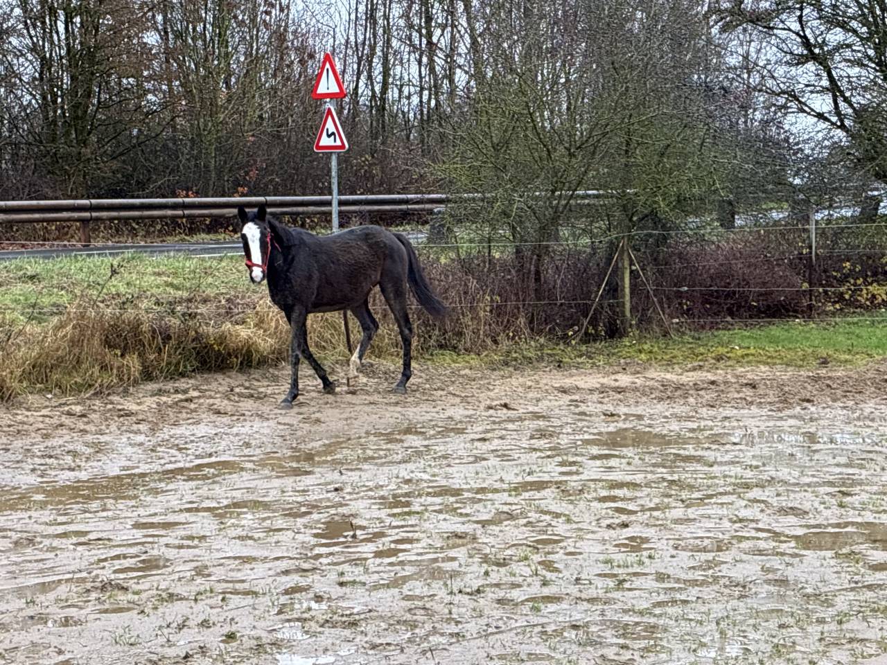 Merrie Iers halfbloed Te koop 2019 Donker bruin / bai