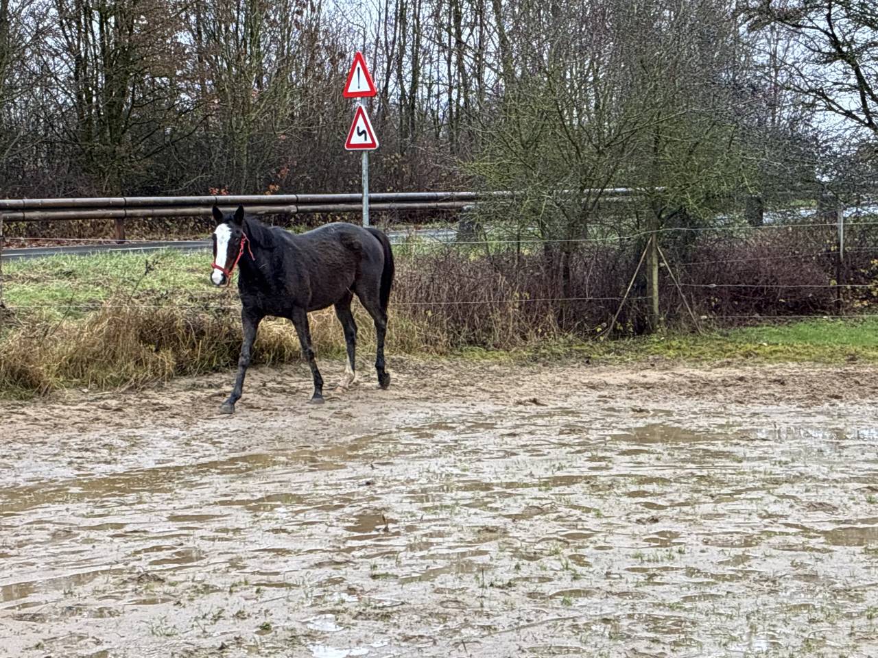 Merrie Iers halfbloed Te koop 2019 Donker bruin / bai