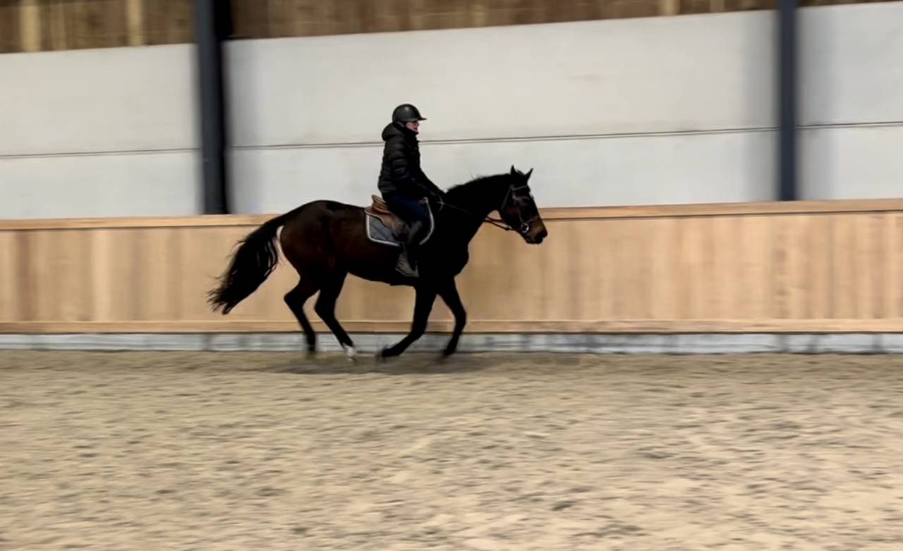 Merrie AES Anglo European Studbook Te koop 2015 Donker bruin / bai ,  Efremov