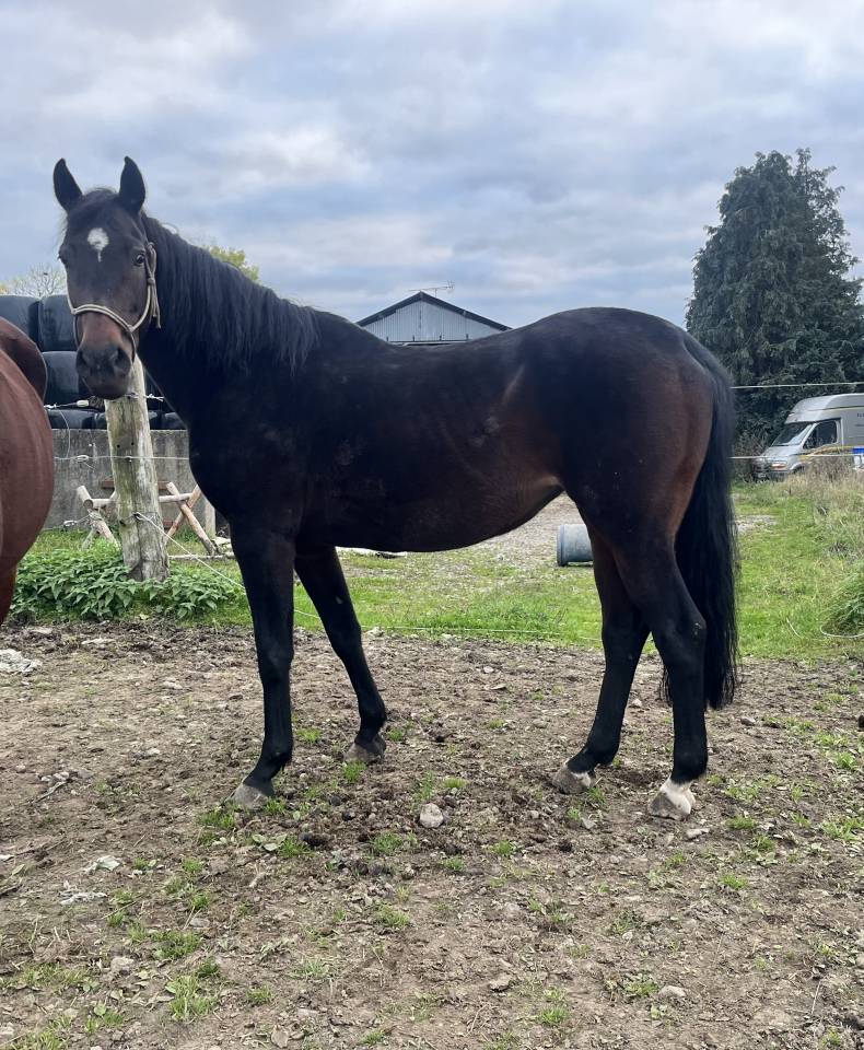 Merrie AES Anglo European Studbook Te koop 2015 Donker bruin / bai ,  Efremov