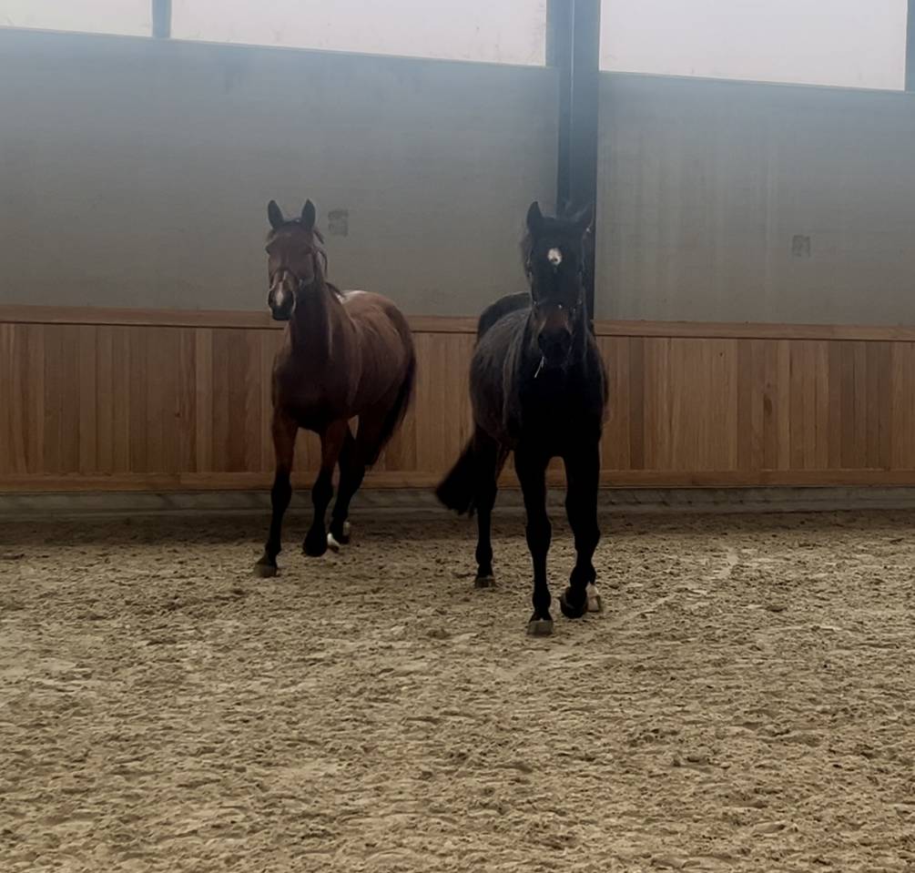 Merrie Belgisch sportpaard Te koop 2015 Donker bruin / bai ,  Efremov