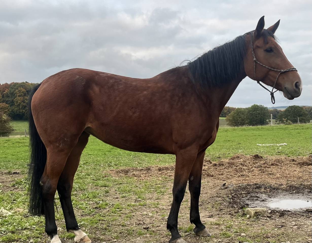 Merrie Belgisch sportpaard Te koop 2015 Donker bruin / bai ,  Efremov