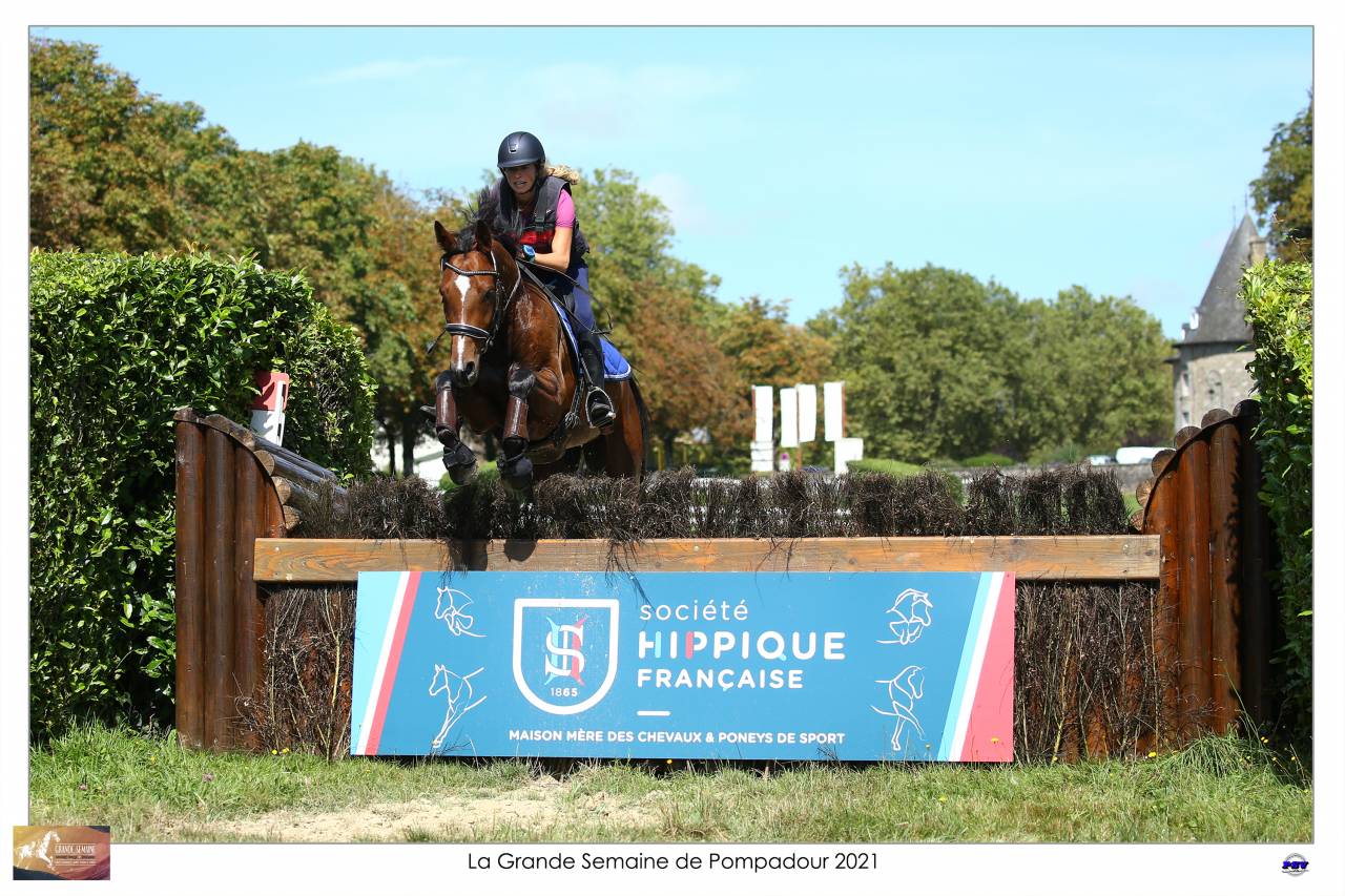Ruin Selle Français Te koop 2015 Donker bruin / bai ,  Adzaro de l abbaye